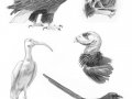 Animal_Anatomy_sketches___2_by_shadow_wolf.jpg